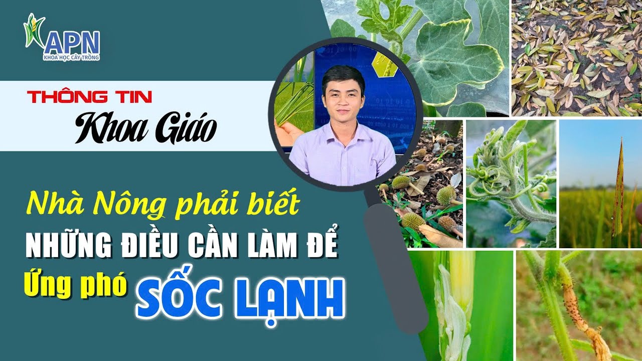 APN - NHÀ NÔNG PHẢI BIẾT CHỐNG LẠNH (RÉT) CHO CÂY | BẰNG CÁCH NÀO?