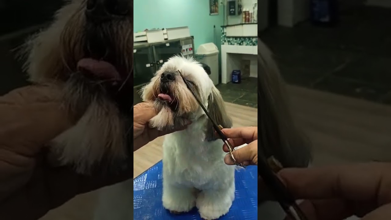 passo a passo de como fazer carinha de shihtzu/Aula de Banho e Tosa