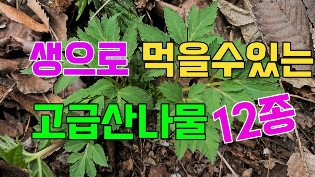 생으로 먹을수있는 고급산나물 12종