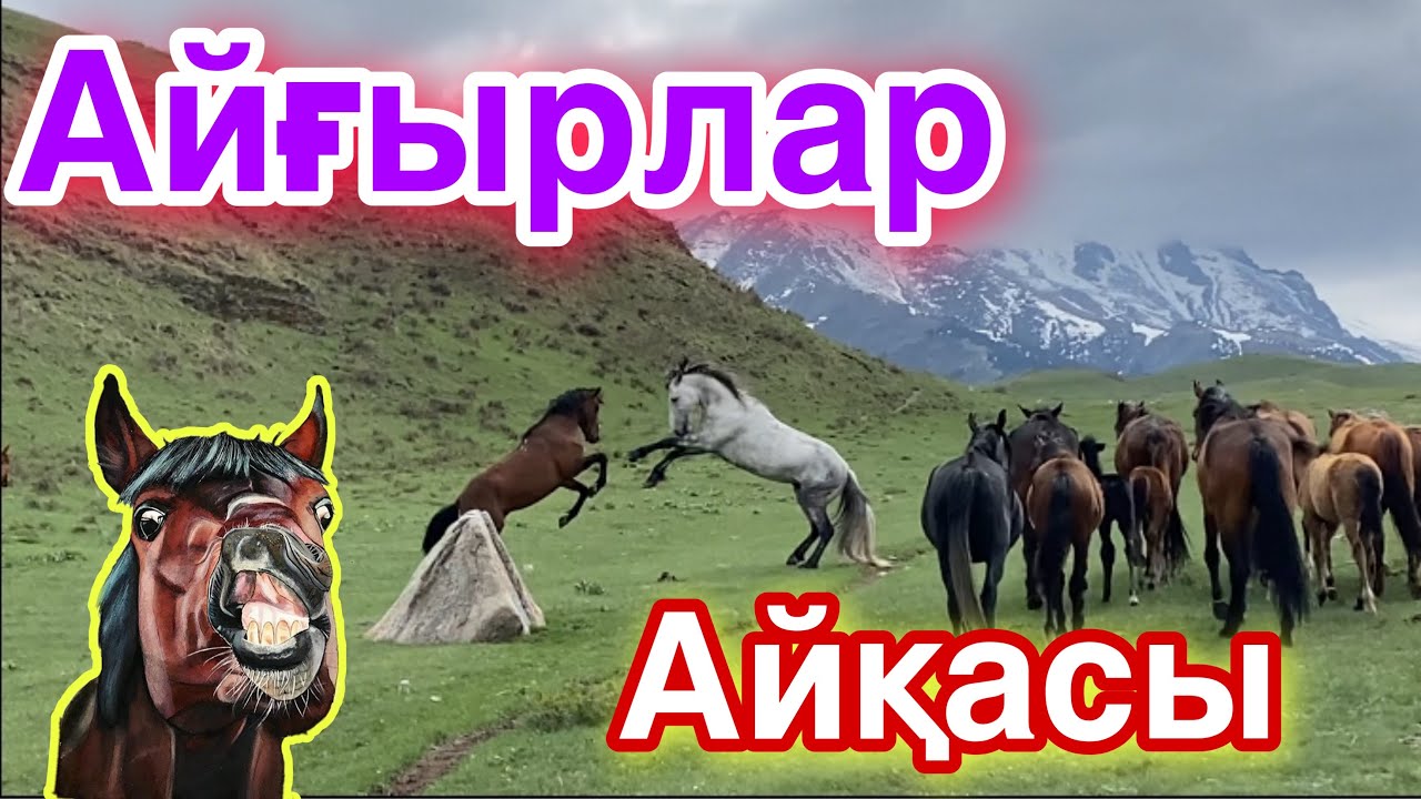 Жайлауға жылқы айдаймыз!Айғырлар айқасы.