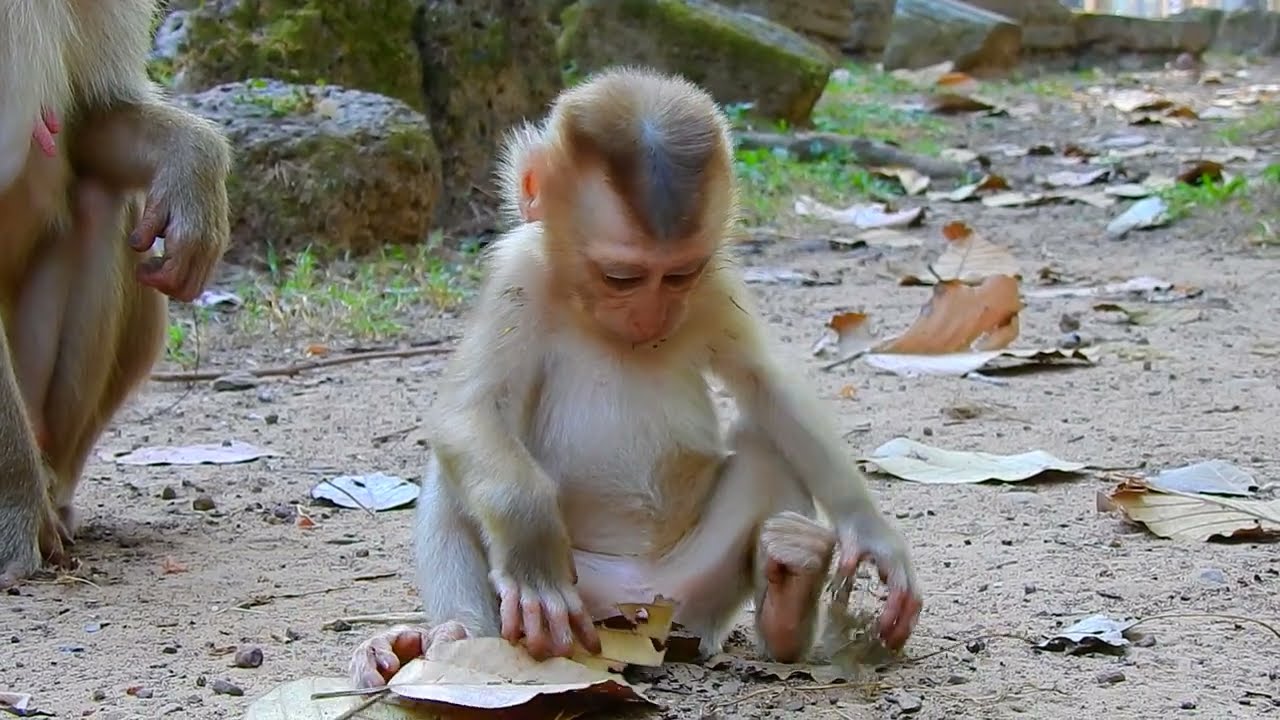 Look so much adorable baby monkey