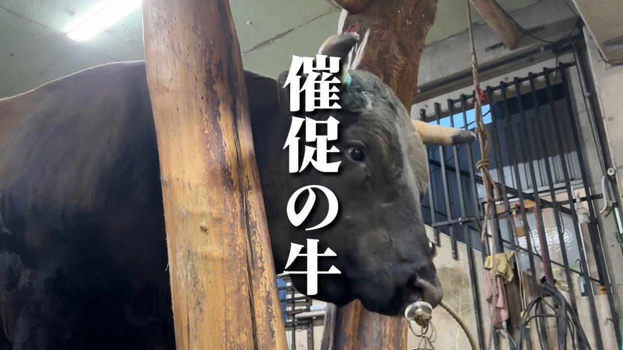 催促の闘牛(古堅モータース⭐︎剛力)