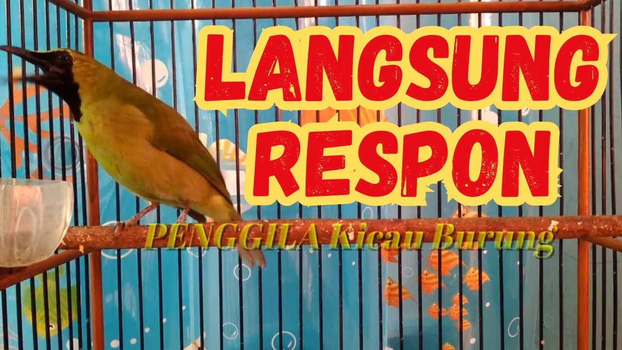 Cucak ijo manapun akan langsung MERESPON dan EMOSI dengan pancingan cucak ijo ini