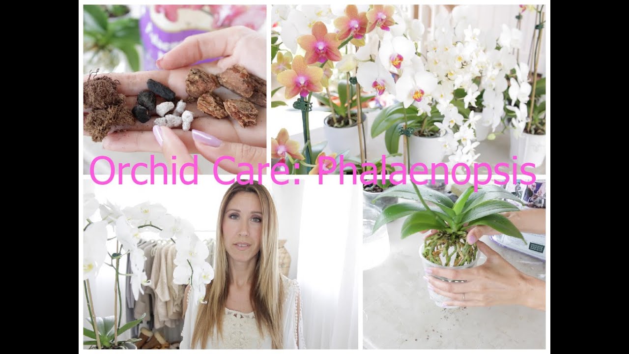 Orchid Care For Phalaenopsis: Watering, Repotting, Feeding, Flower Spikes