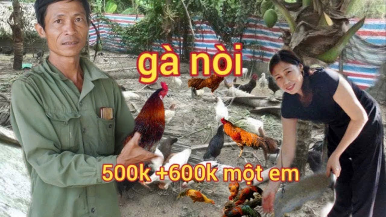 Phải Có Đam Mê Mới Chăm Sóc Nổi Mấy Em Này Hôm Nay Lên Gà Nhiều Quá