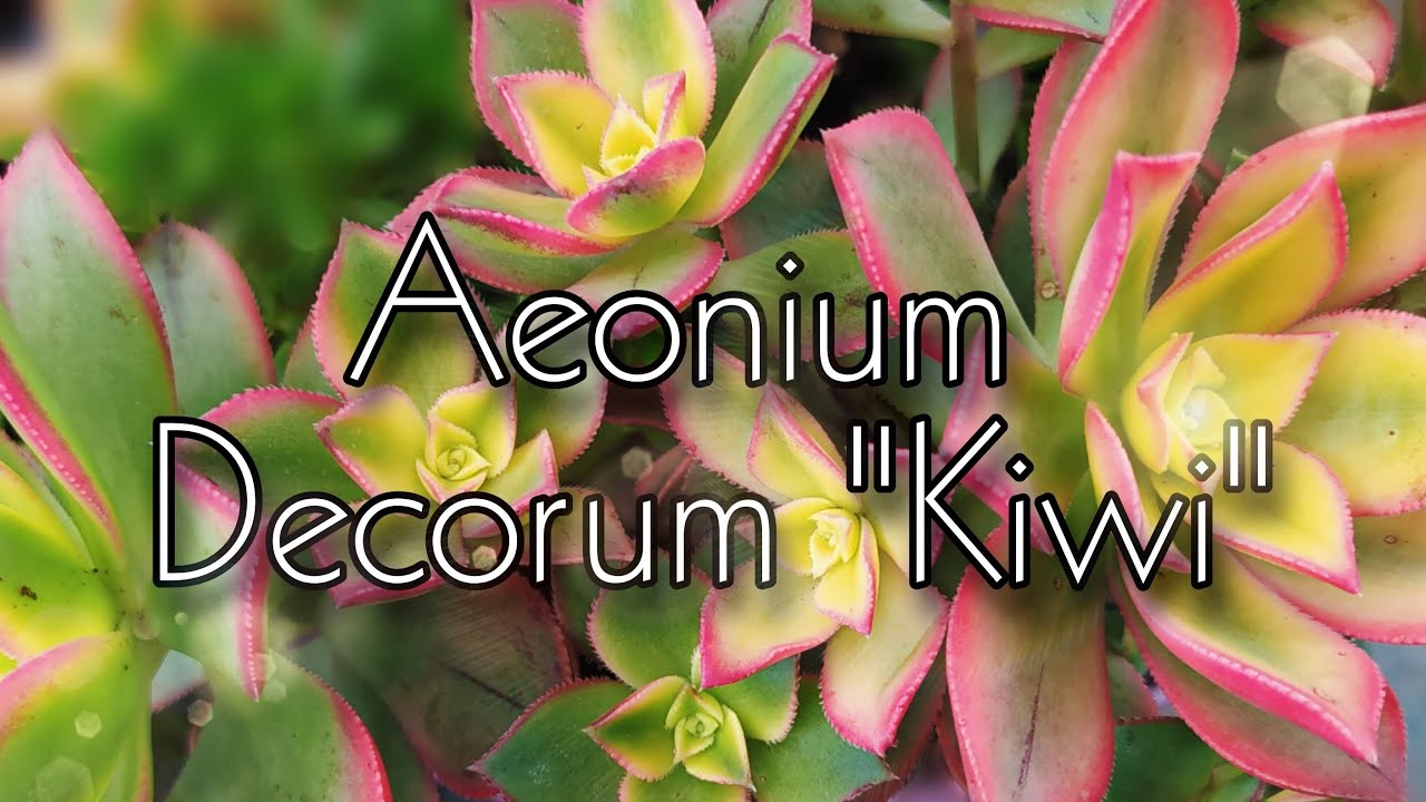 Aeonium Decorum 