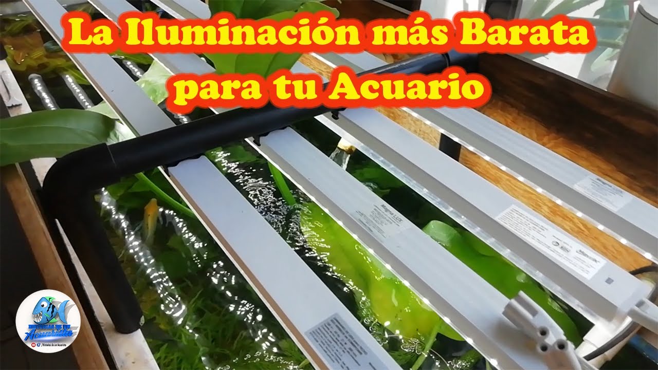 La Iluminación mas barata para Tus Acuarios