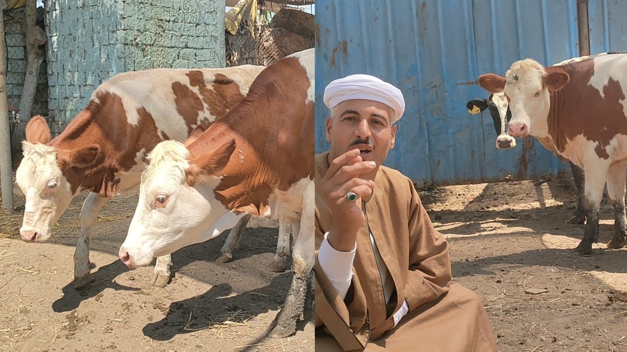 وصول السمنتال البيور العشار بكاره وهلشطين بنات استيراد دم حر وعجلات سمنتال وهلشطين قنيه
