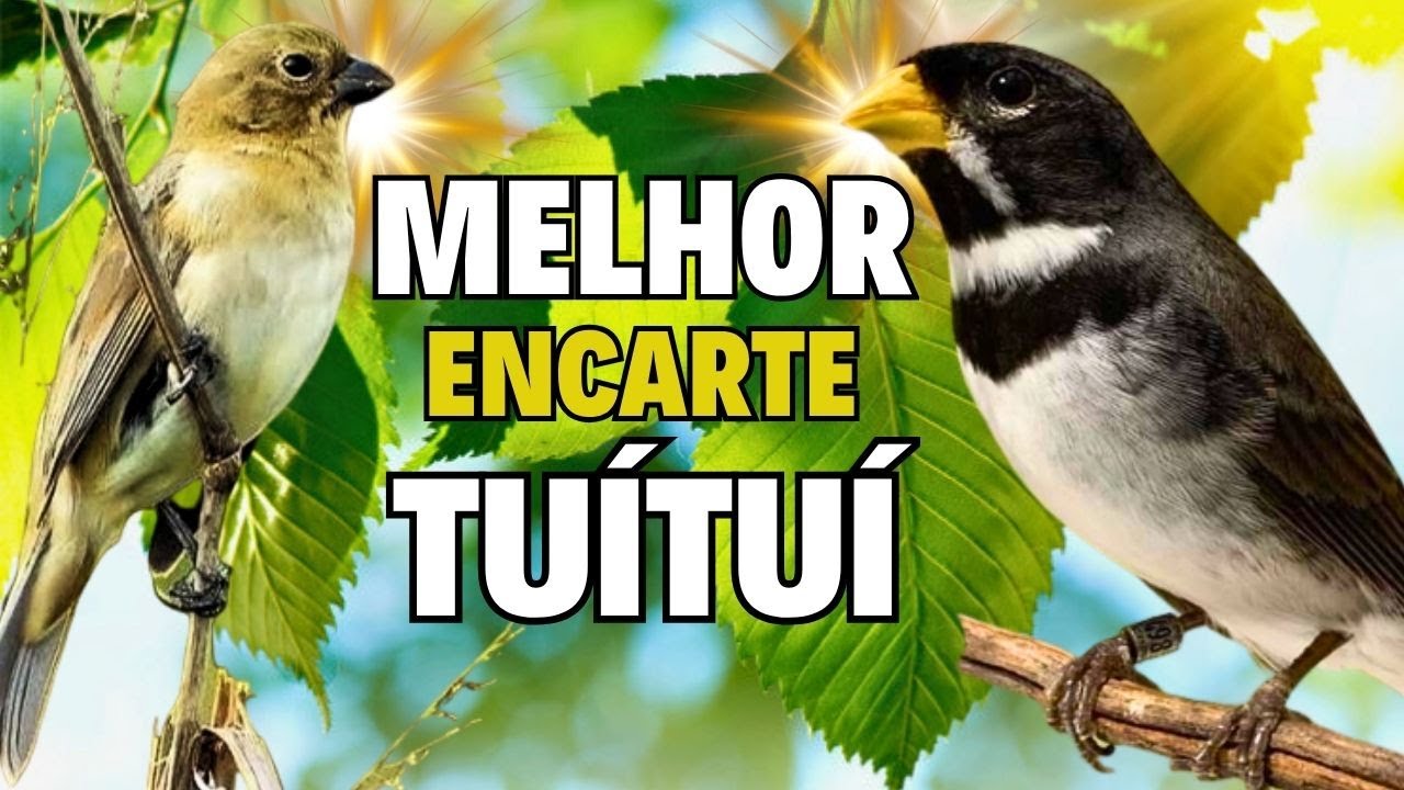 MELHOR CANTO DE COLEIRO TUI TUI PARA ENCARTE 🔴ÁUDIO COM FÊMEA LOUCO CHAMANDO🔴TURBINE COLEIRO TUI TUI