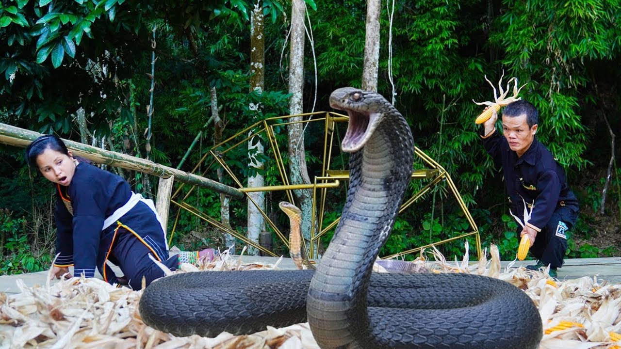 Terrifying Moment: Dwarf Family Harvesting Corn Face a Giant Python in the Field