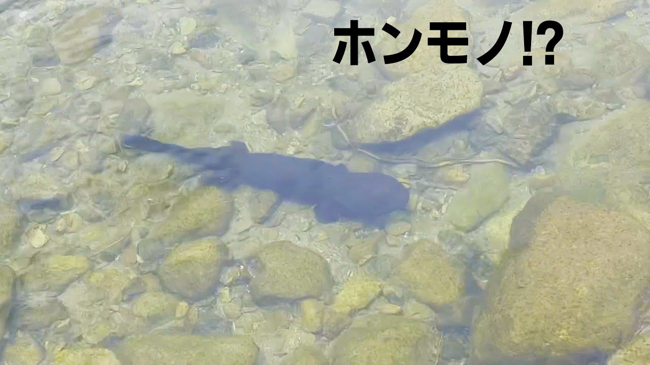 川にオオサンショウウオを探しに行ったら…