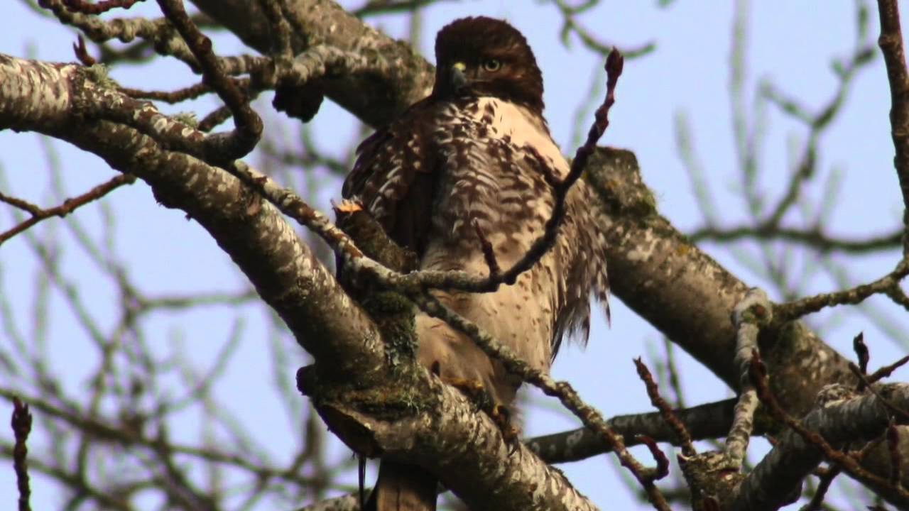 Jackson Bottom Wetlands Preserve