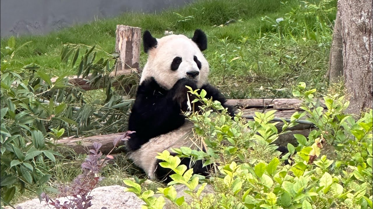 Cosa vedere a Chengdu Cina ep.8
