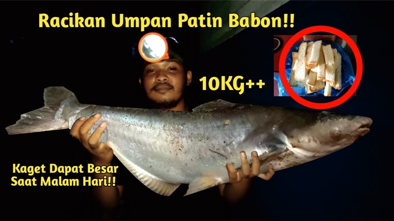 Cara Membuat Umpan Ikan Patin Monster Spot Pinggiran Sungai