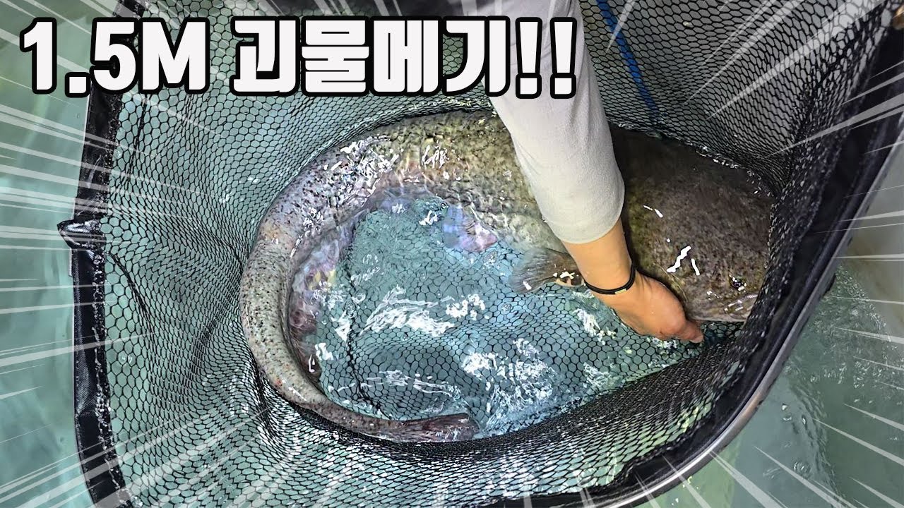 청평호에서 잡힌 50년 묵은 괴물메기입니다. 힘이 살벌하네요 ㄷㄷ