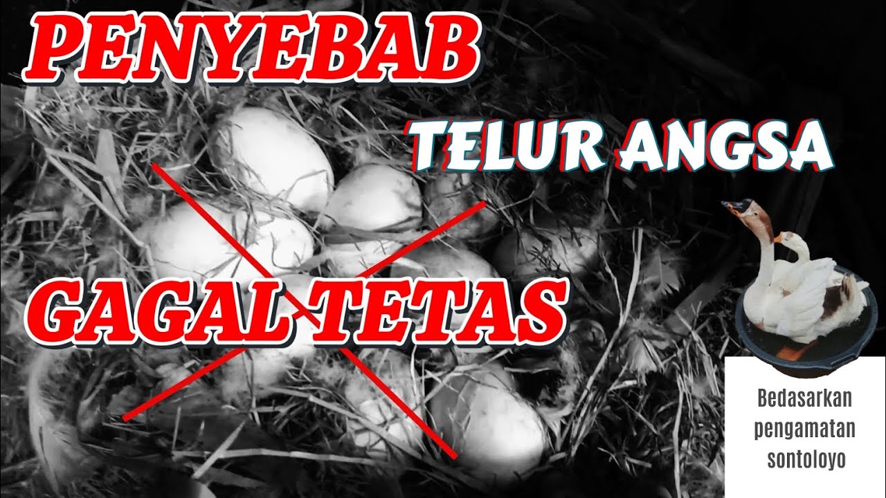 Penyebab telur angsa gagal tetas