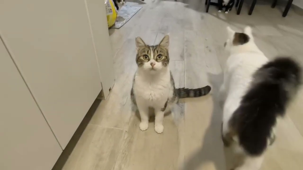 Одним зимним вечером 😻😻😻😻 #cat #kitten #прикольныекоты #котики 