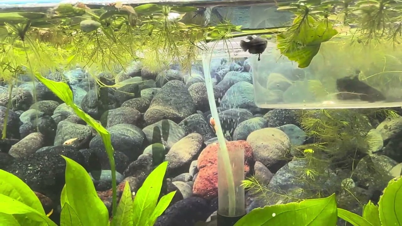 Beautiful colored babies bettas 7 weeks old #bettabreeder #bettausa #babybettafish #bettacare