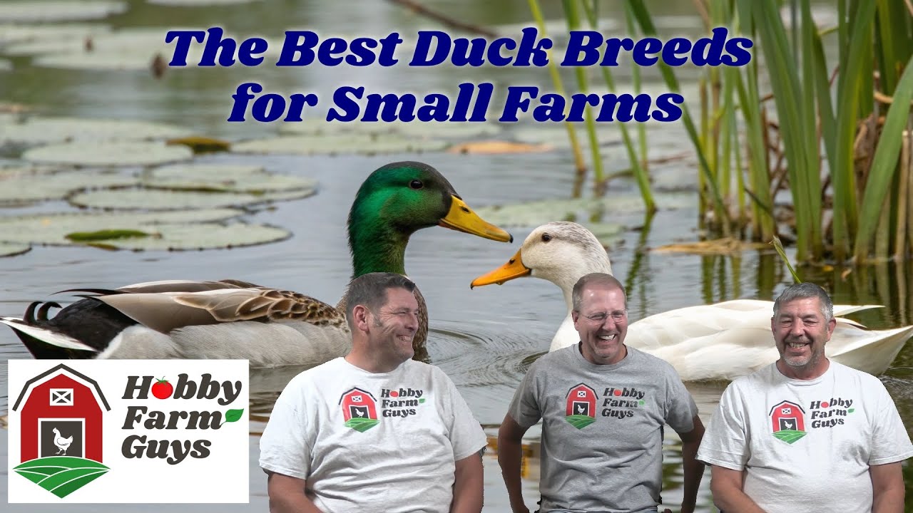 The Best Duck Breeds for Your Small Farm