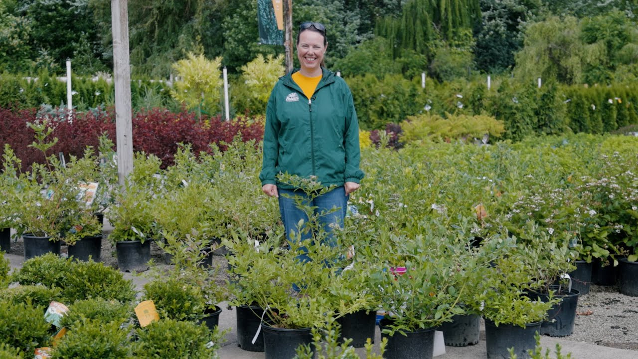 PETITTI Blueberry Spotlight | How to Grow and Care For Blueberries