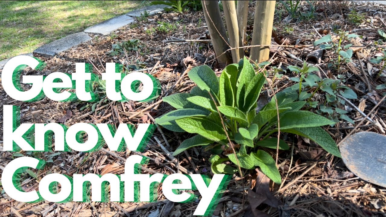 Get to know Comfrey | Dynamic Accumulator
