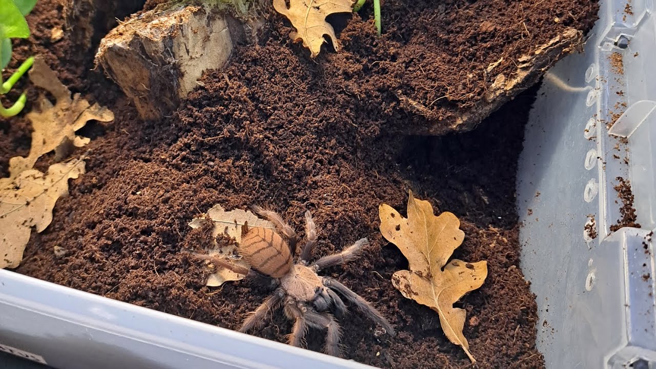 Dabované premiestňovanie Ch.fimbiatus