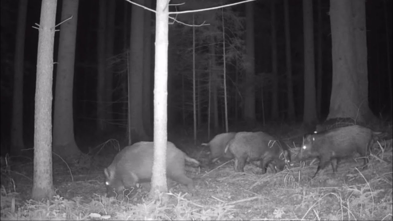 Wild boars up close: herd with piglets searching for food in the forest Nature documentary #wildlife