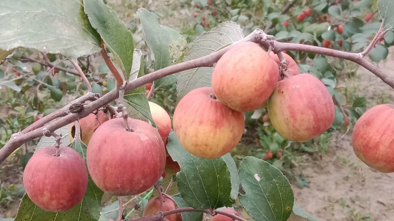 apple ber ki kheti me konsi variaty  सबसे ज्यादा मुनाफा देने वाली व खानें में मीठी होती है