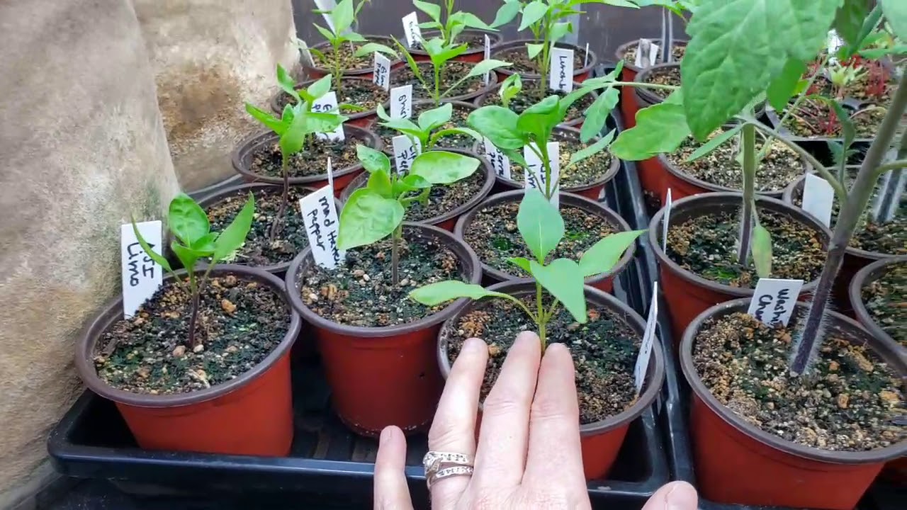 How to Harden off Seedlings Before Transplanting to Prevent Transplant Shock