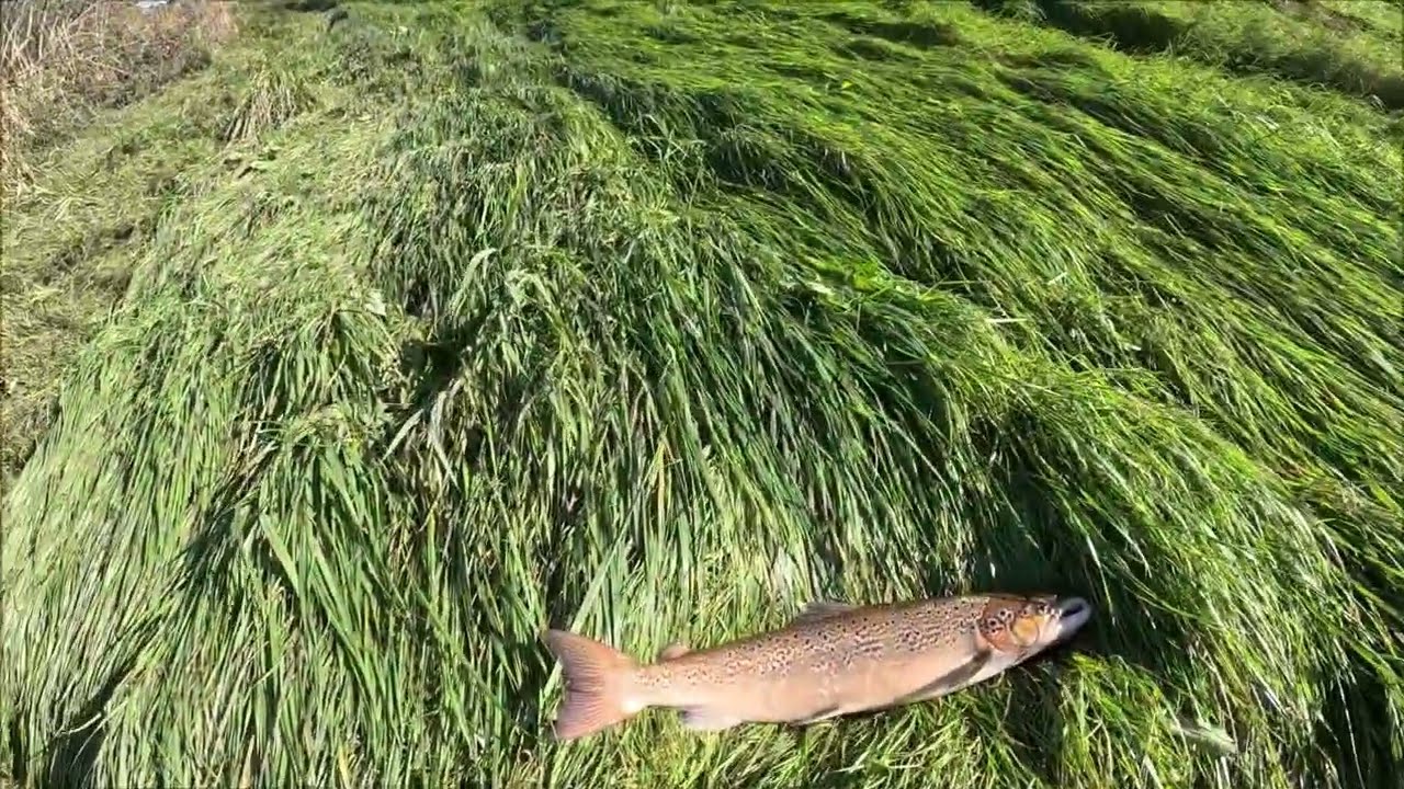 Action ved Sneum å , laks og ørred på krogen