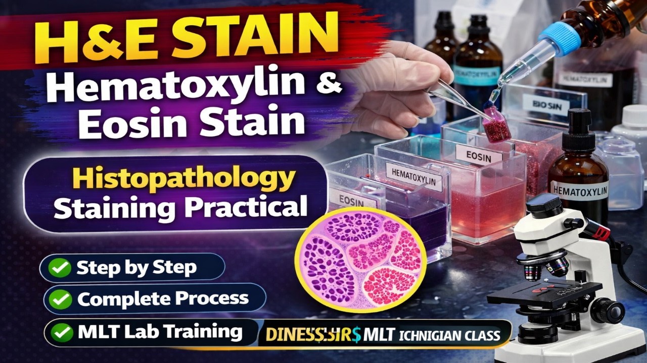 Hematoxylin and eosin stain | H and E stain | Histopathology stain