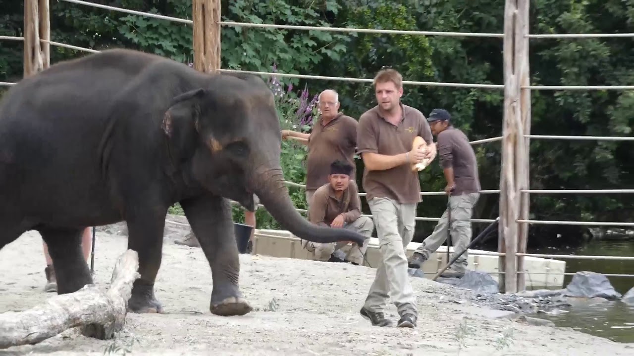 Elephants Baignade Pairi Daiza