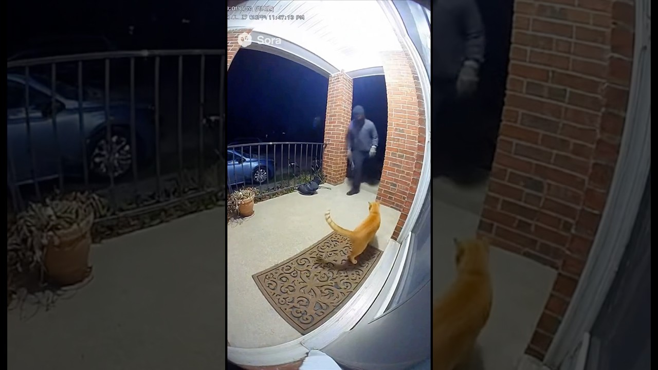 Cat vs Robber (caught on Ring camera)