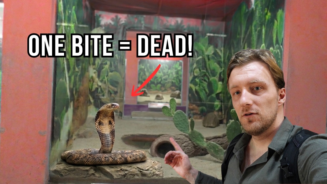 These Snakes Kill 50,000 People Every Year..Exploring Chennai Snake Park