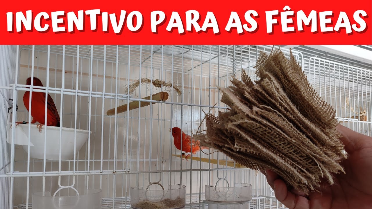 Assim as FÊMEAS DE CANÁRIO aprontam para REPRODUZIR