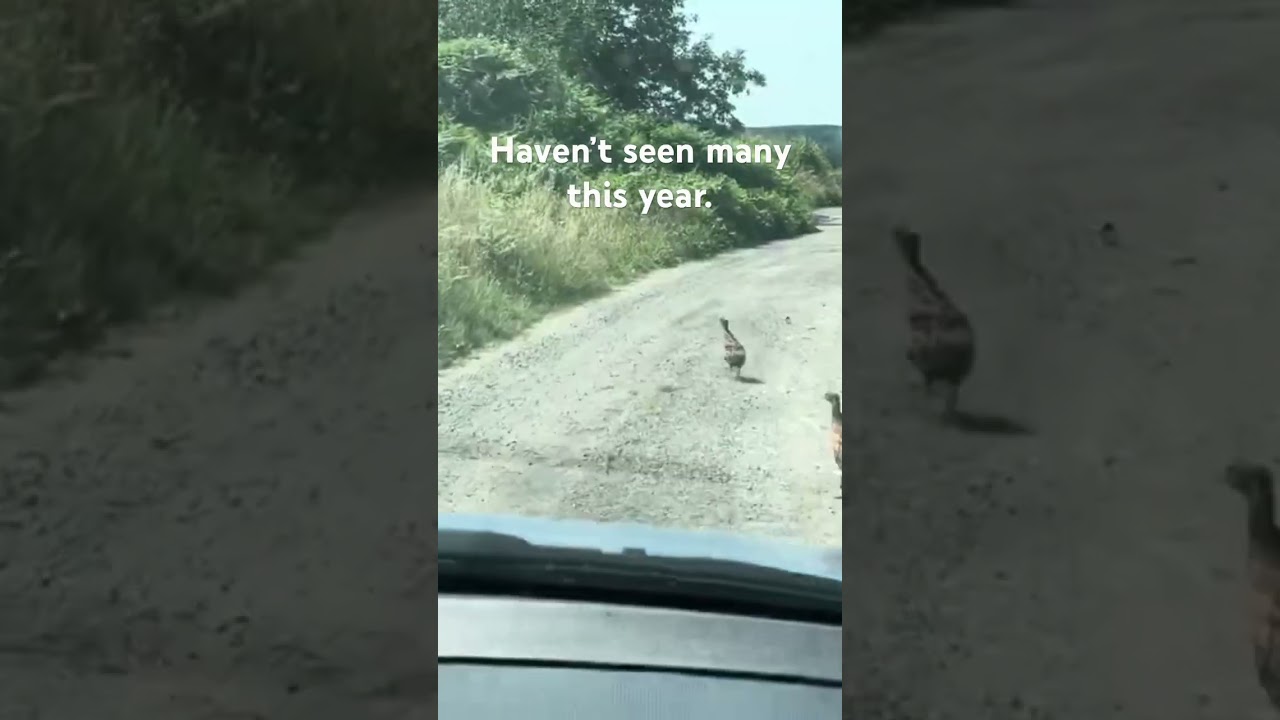 🚙 On the Pheasant's Path: Encountering Young Birds on the Track 