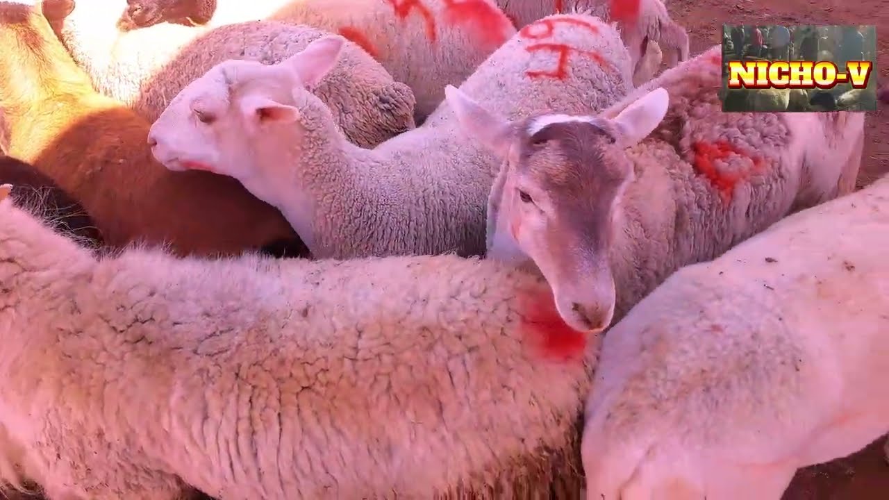 ESTA BUENO EL PRECIO DEL BORREGO LISTOS PARA LAS BARABACOAS Y BIRRIAS.