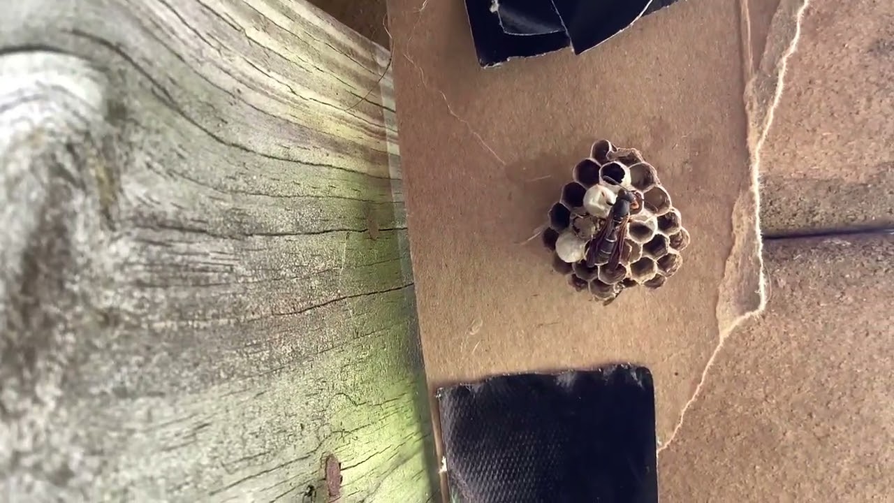 Update on polistes fuscatus nest (first worker)