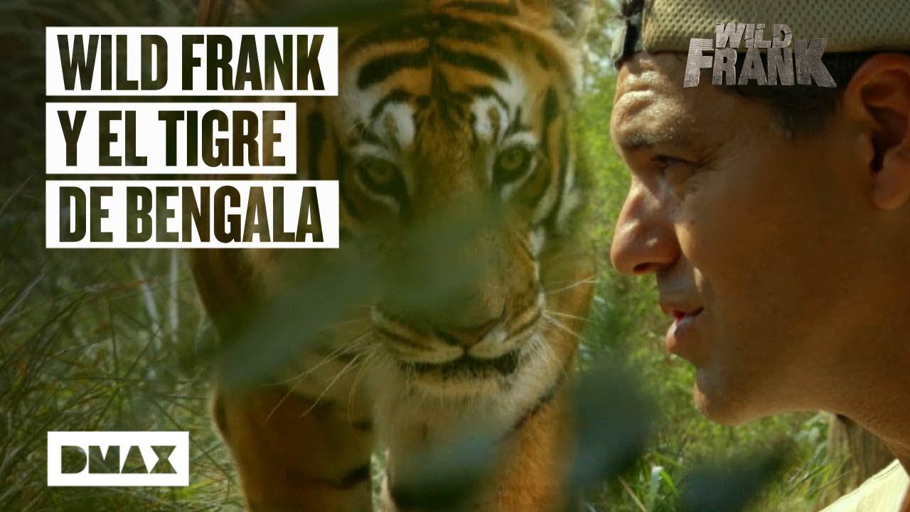 Wild Frank viaja a la India para encontrarse con un tigre de Bengala | Wild Frank