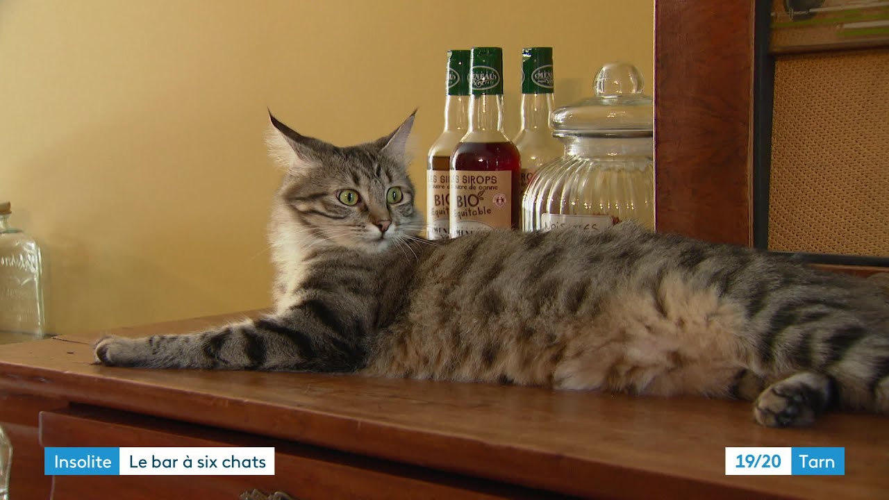 Bar à chats à Albi, câlins et ronrons pour la pause café
