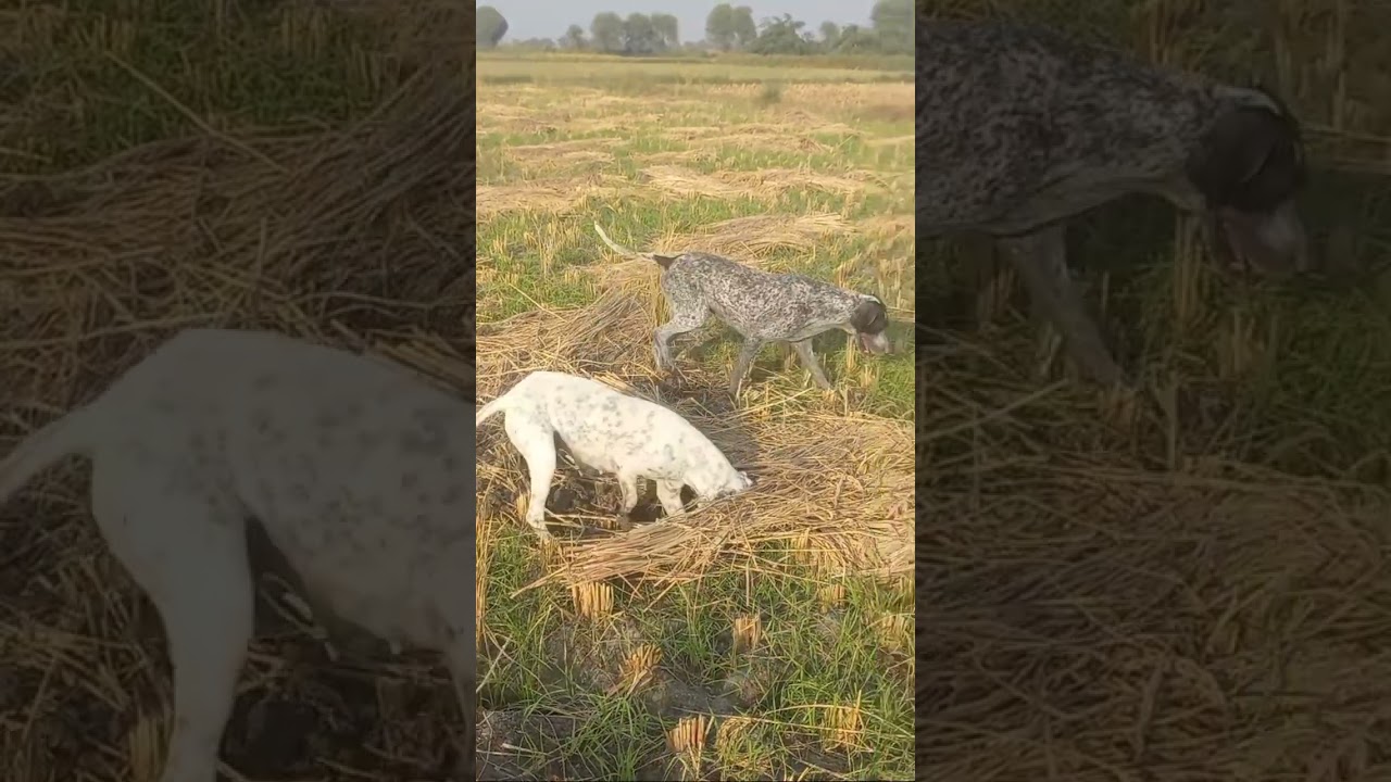 Did you know pointer dogs are used to hunt wild animals?funny dogs