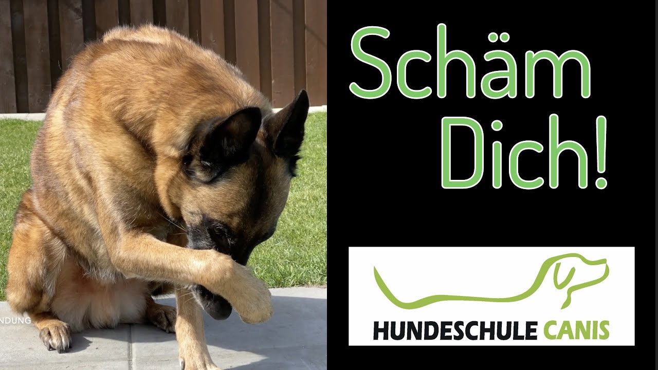 Schäm dich! - Hundeschule Canis