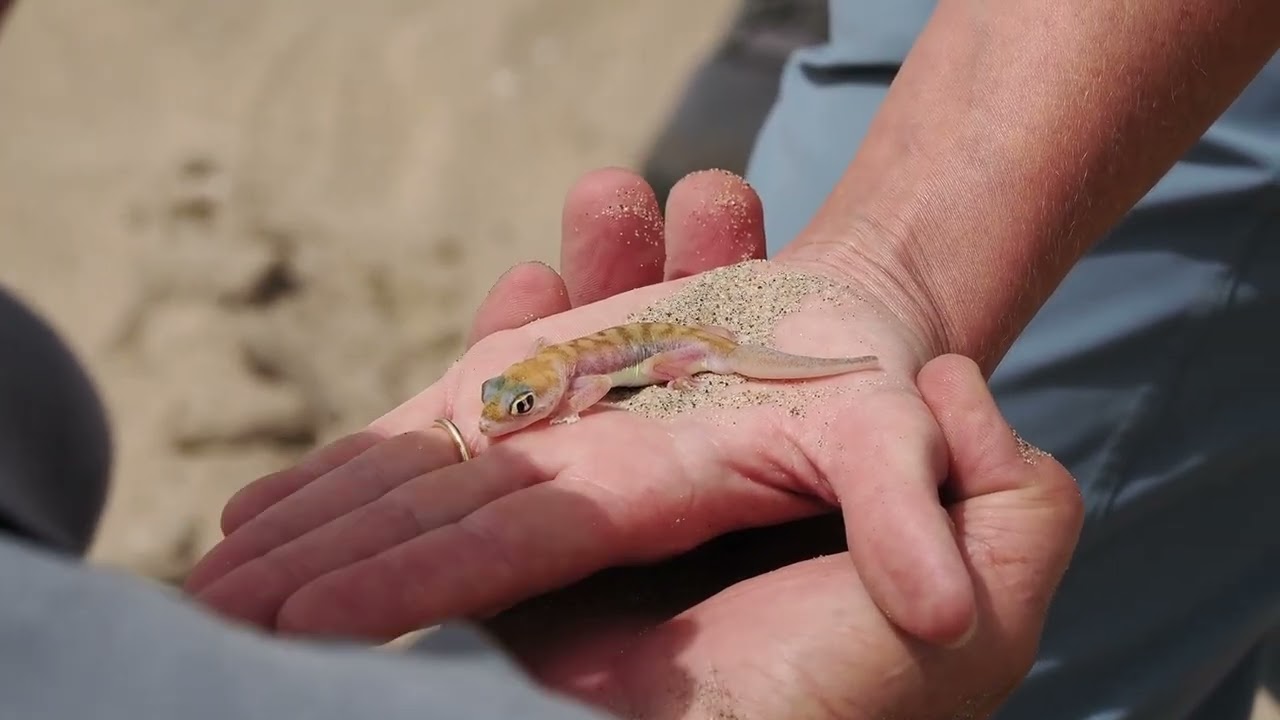 Sam and the web-footed gecko