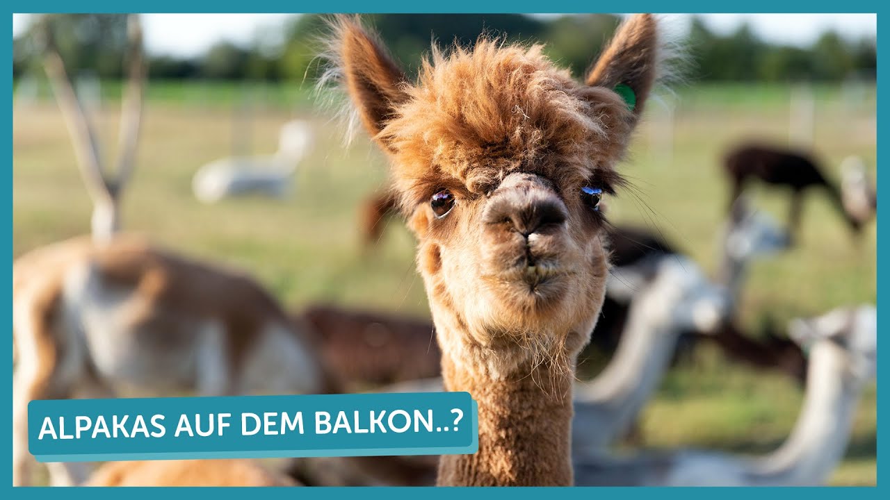 Wie kann man Alpakas halten? | Tierarzt Tacheles | ZooRoyal