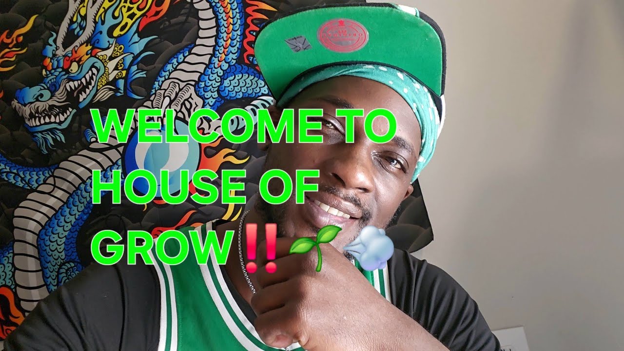 Welcome to House of Grow‼️ Banana Purple Punch & Amnesia Haze autoflowers‼️