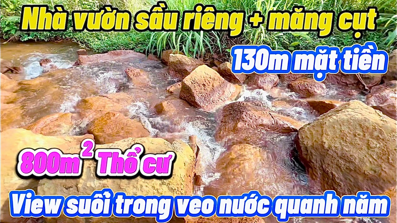 Vườn Sầu Riêng Măng Cụt hơn 10 năm tuổi, 60 cây gỗ Sưa Đỏ quý. Đất đỏ Bazan. Giá chỉ hơn trăm/sào