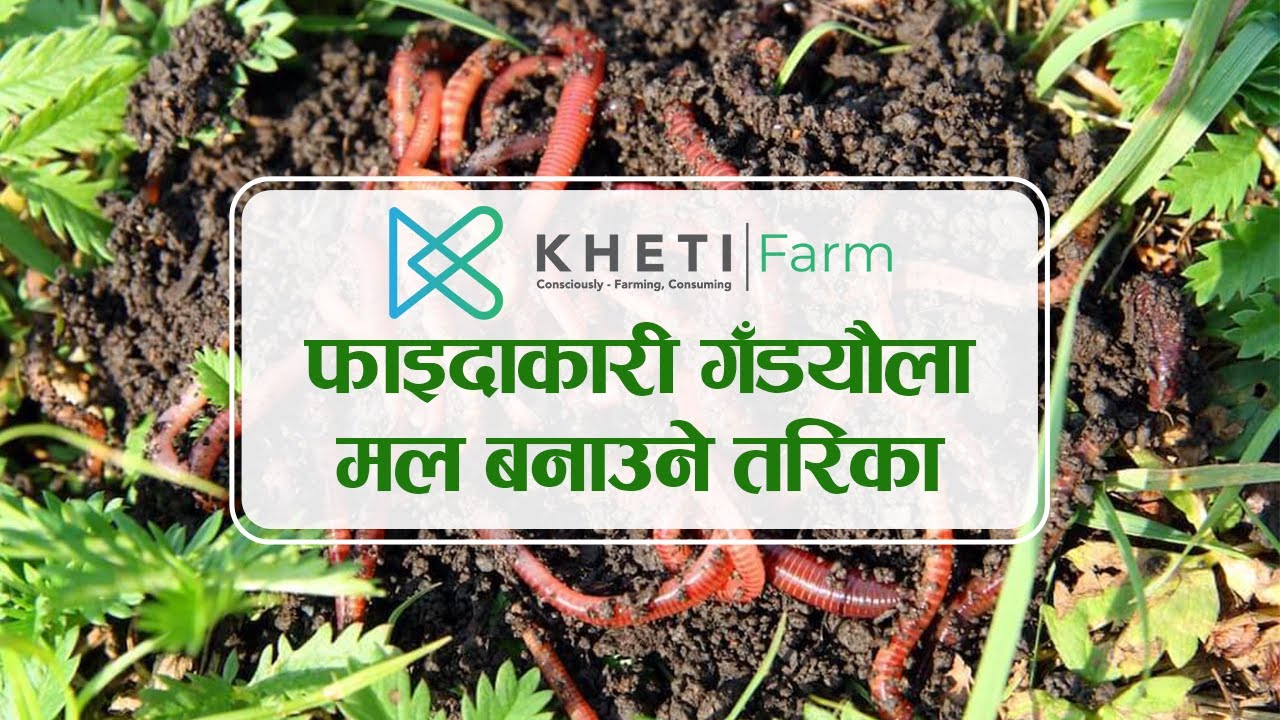 फाइदाकारी गँडयाैला मल बनाउने तरिका | Kheti Farm | DV Excellus |