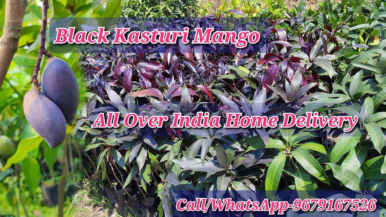 Black Kasturi Mango All Over India Home Delivery || @fruitplantnursery4128