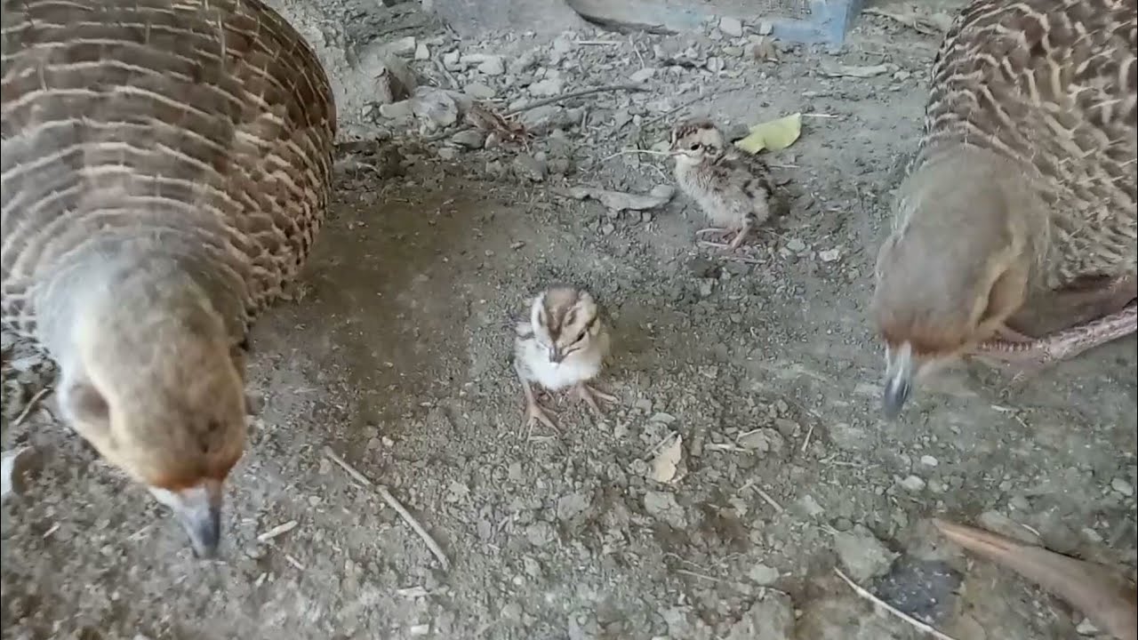 Teetar chicks feeding first time | teetar ki khurak | Teetar chicks