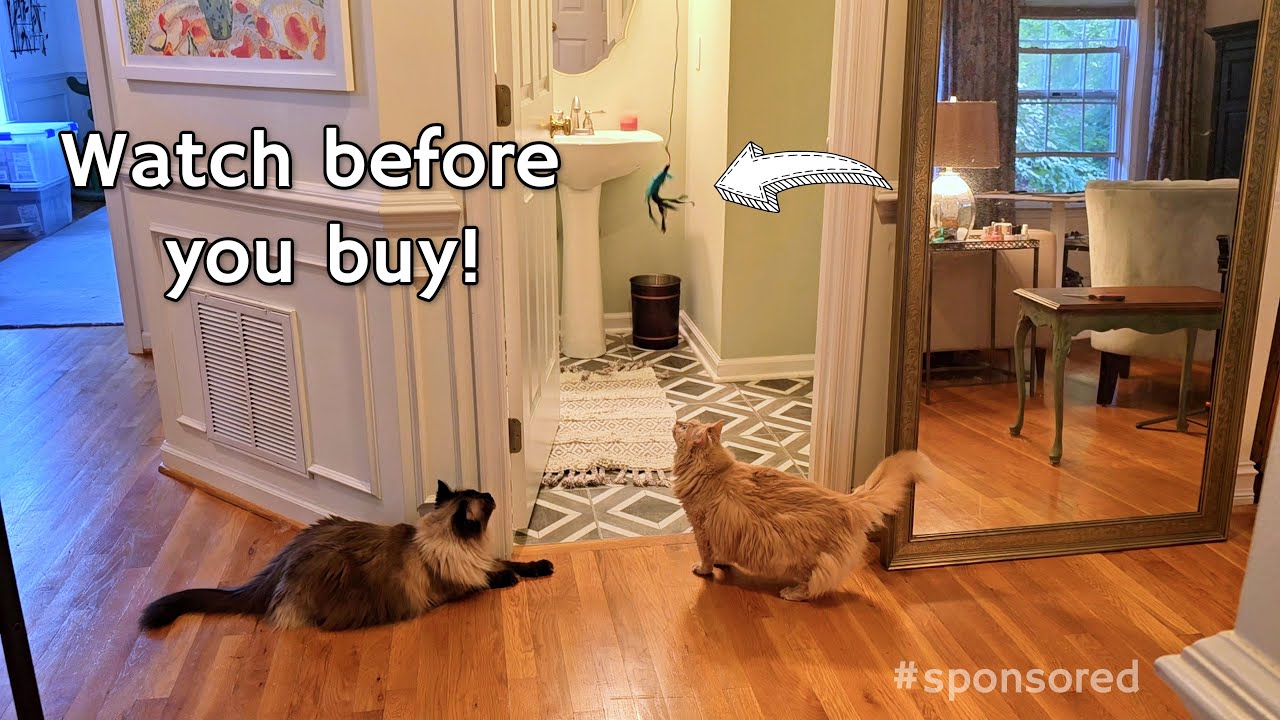 Interactive Hanging Cat Toy for Indoor Cats by Feelneedy Demo